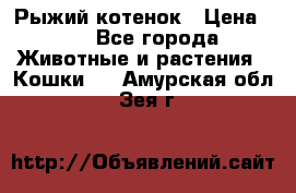 Рыжий котенок › Цена ­ 1 - Все города Животные и растения » Кошки   . Амурская обл.,Зея г.